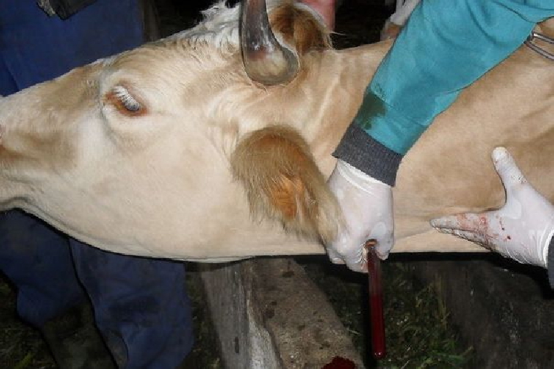 Лейкоз крупного рогатого скота: симптомы, причины и лечение